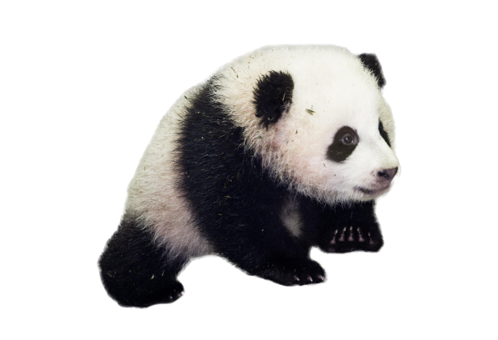 a black and white panda bear