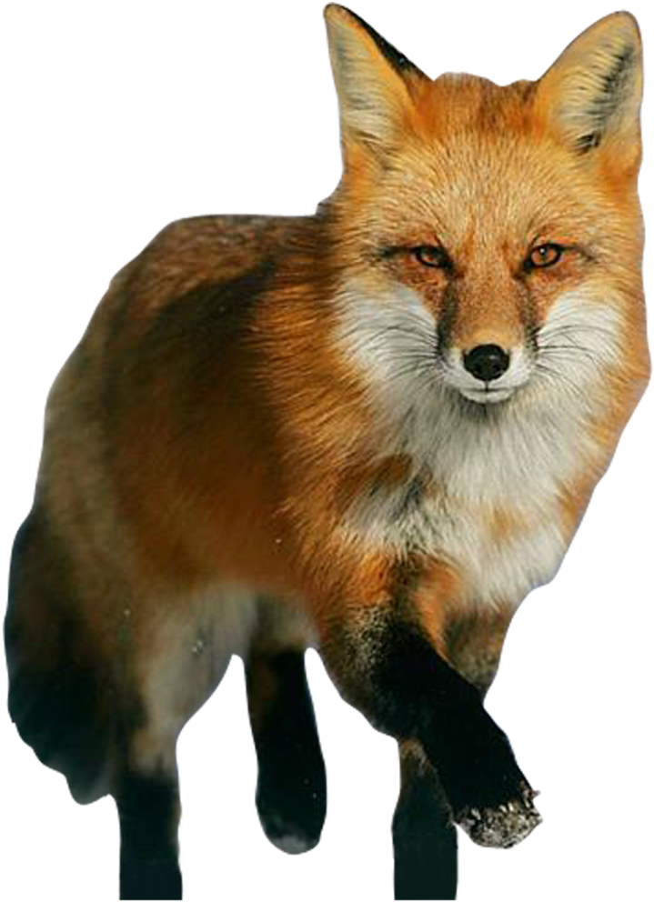 a red fox is standing in the snow