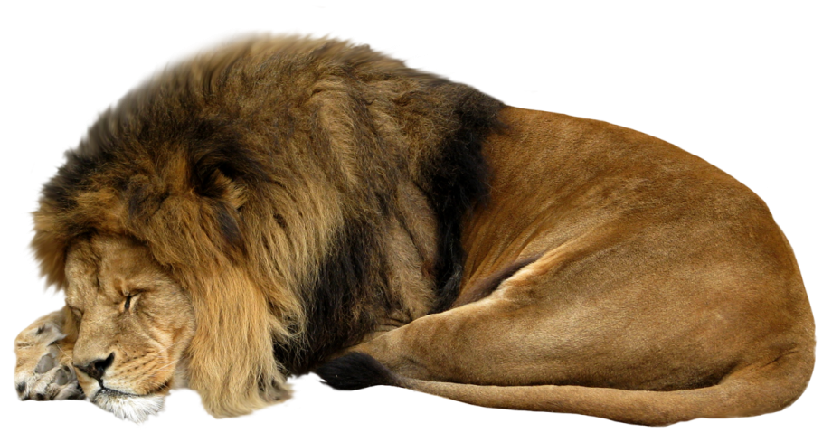 the lion is laying down