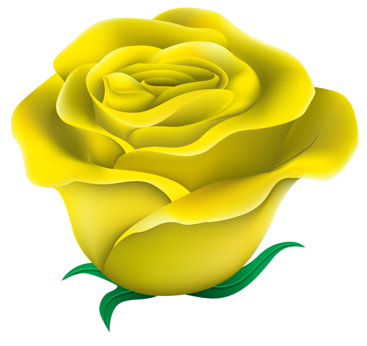 a yellow rose on a white background