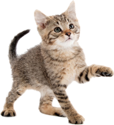 a small kitten standing on its hinds