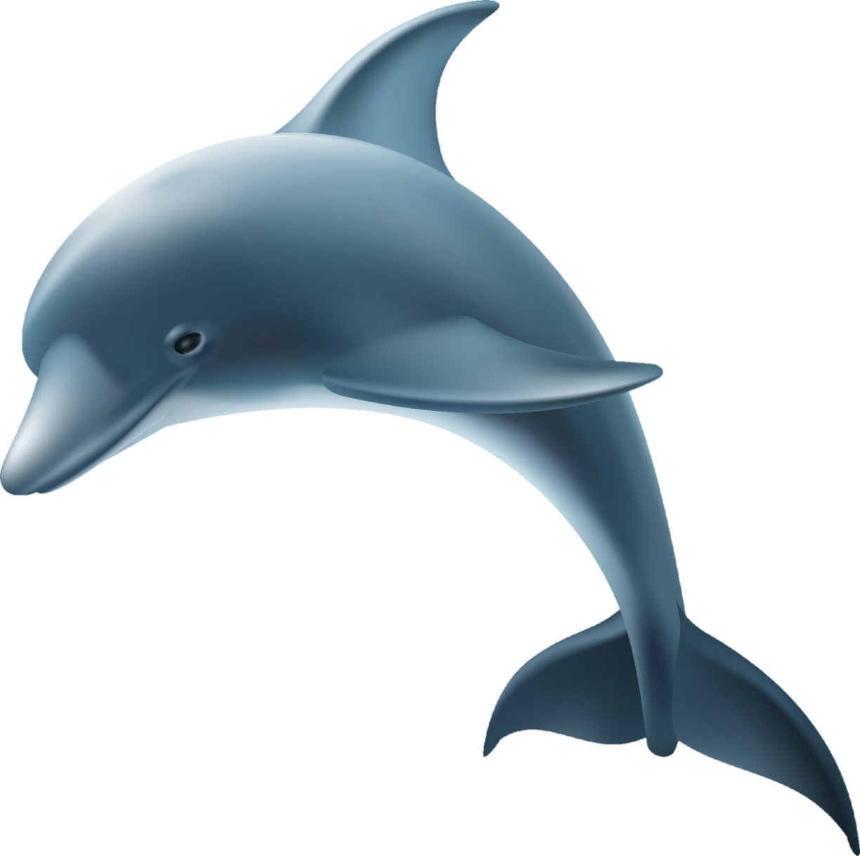 a dolphin jumping out of the water