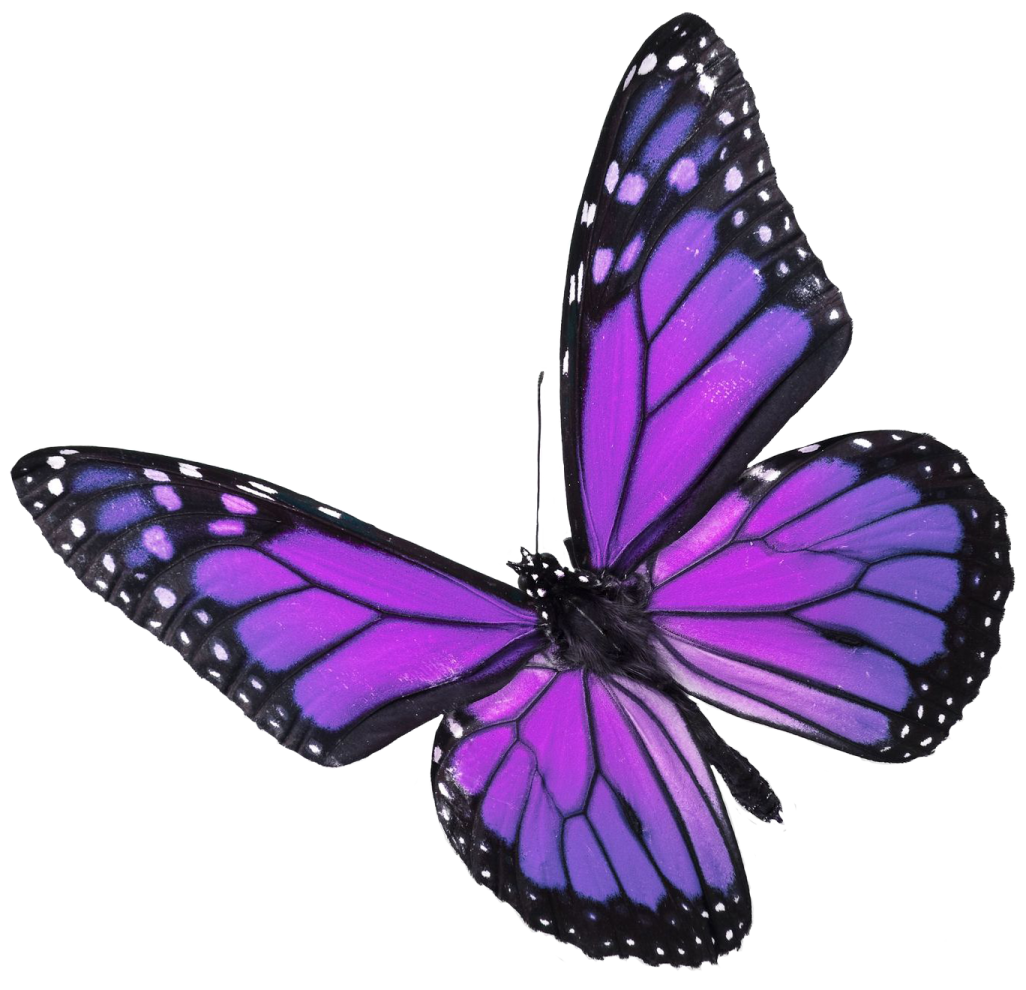 a purple butterfly on a white background