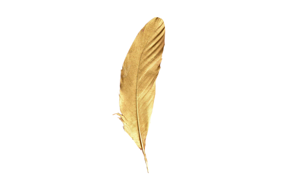 a golden feather on a white background
