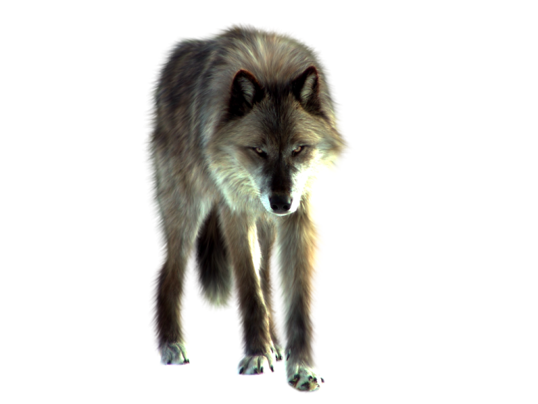 an image of a wolf on a white background