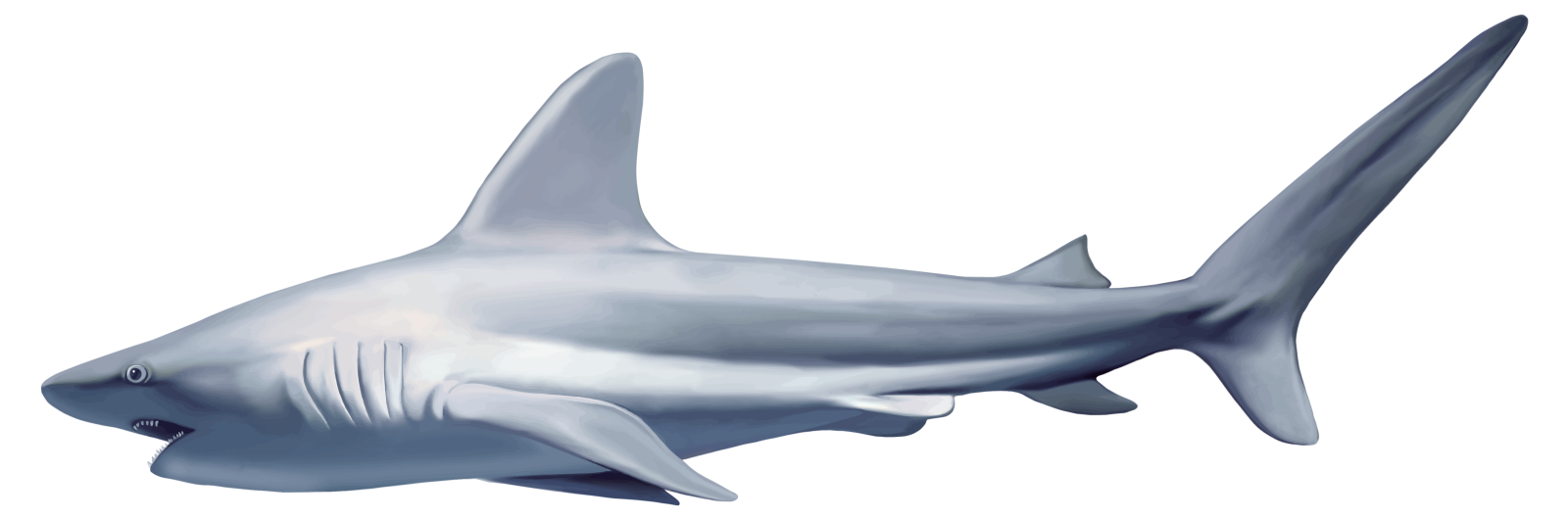 a drawing of a shark