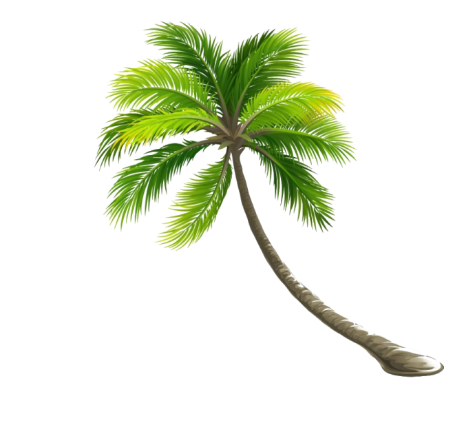 a palm tree on a white background