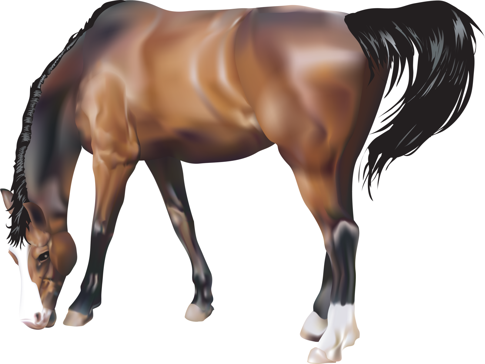 a brown horse with black mane and tail