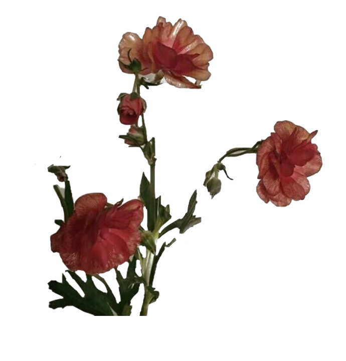 two red flowers on a white background