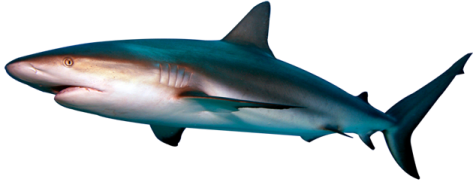 a great white shark swimming in the ocean
