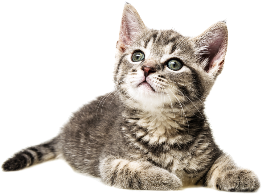 a small gray and white kitten laying down