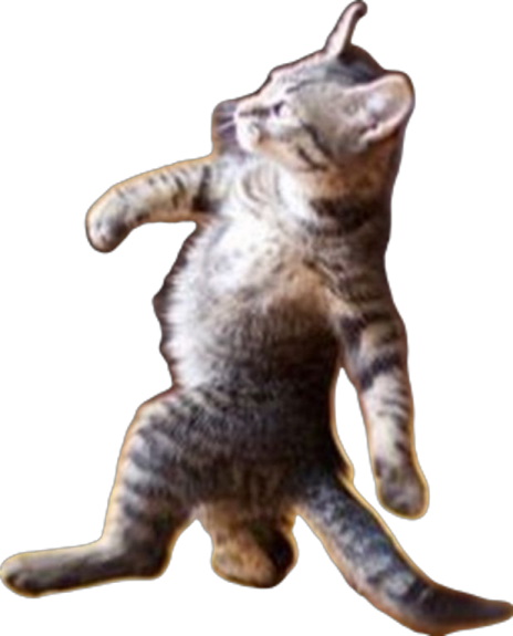 a cat is standing on its hinds