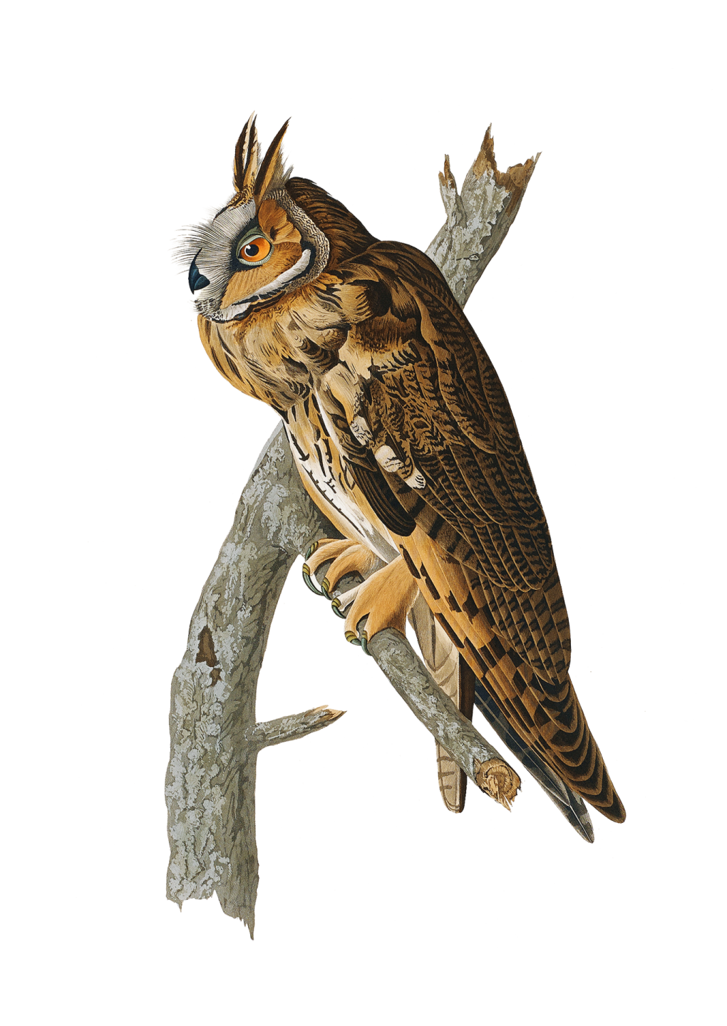 a bird perched on a tree branch