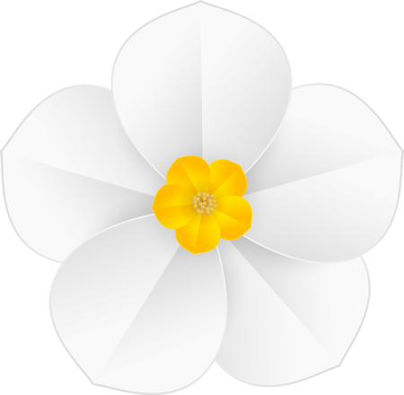 a white flower with yellow center