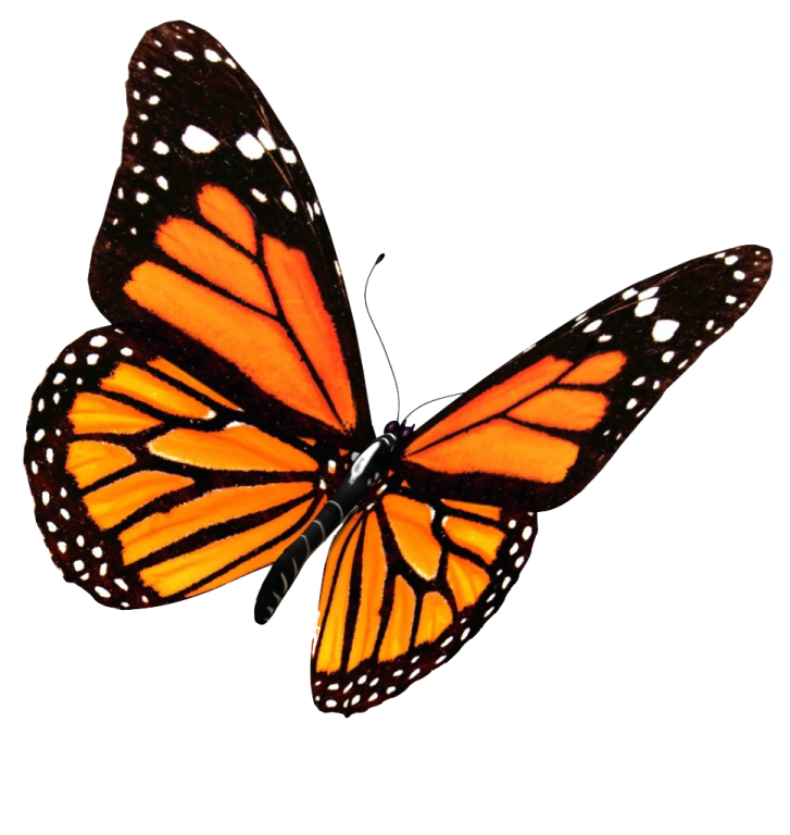 a monarch butterfly on a white background