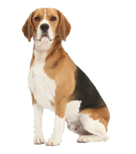 a brown and white dog sitting on a white background