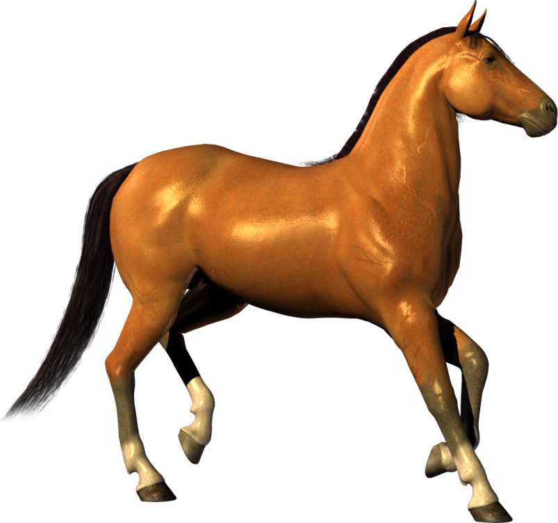 the horse is brown