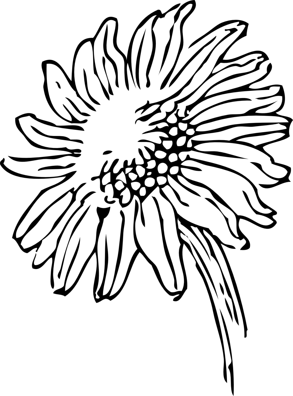 a black and white flower