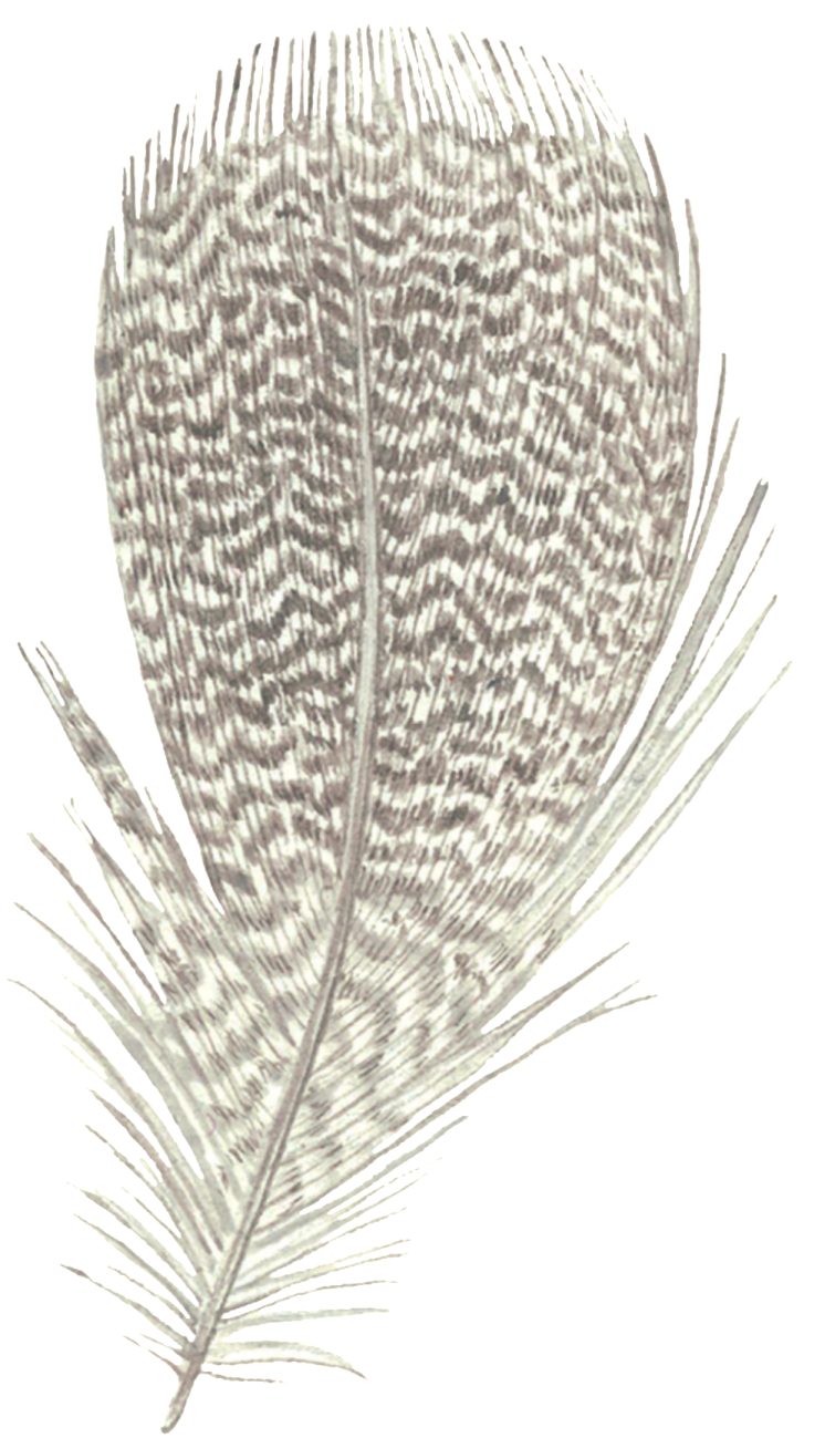 a feather on a white background
