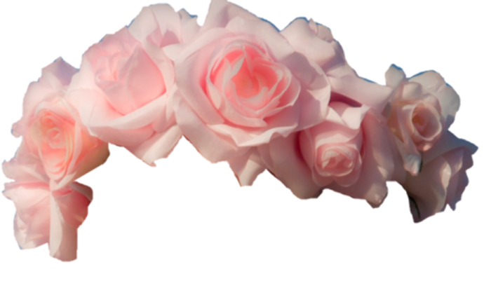 pink roses on a white background