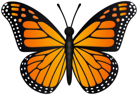 a monarch butterfly on a white background