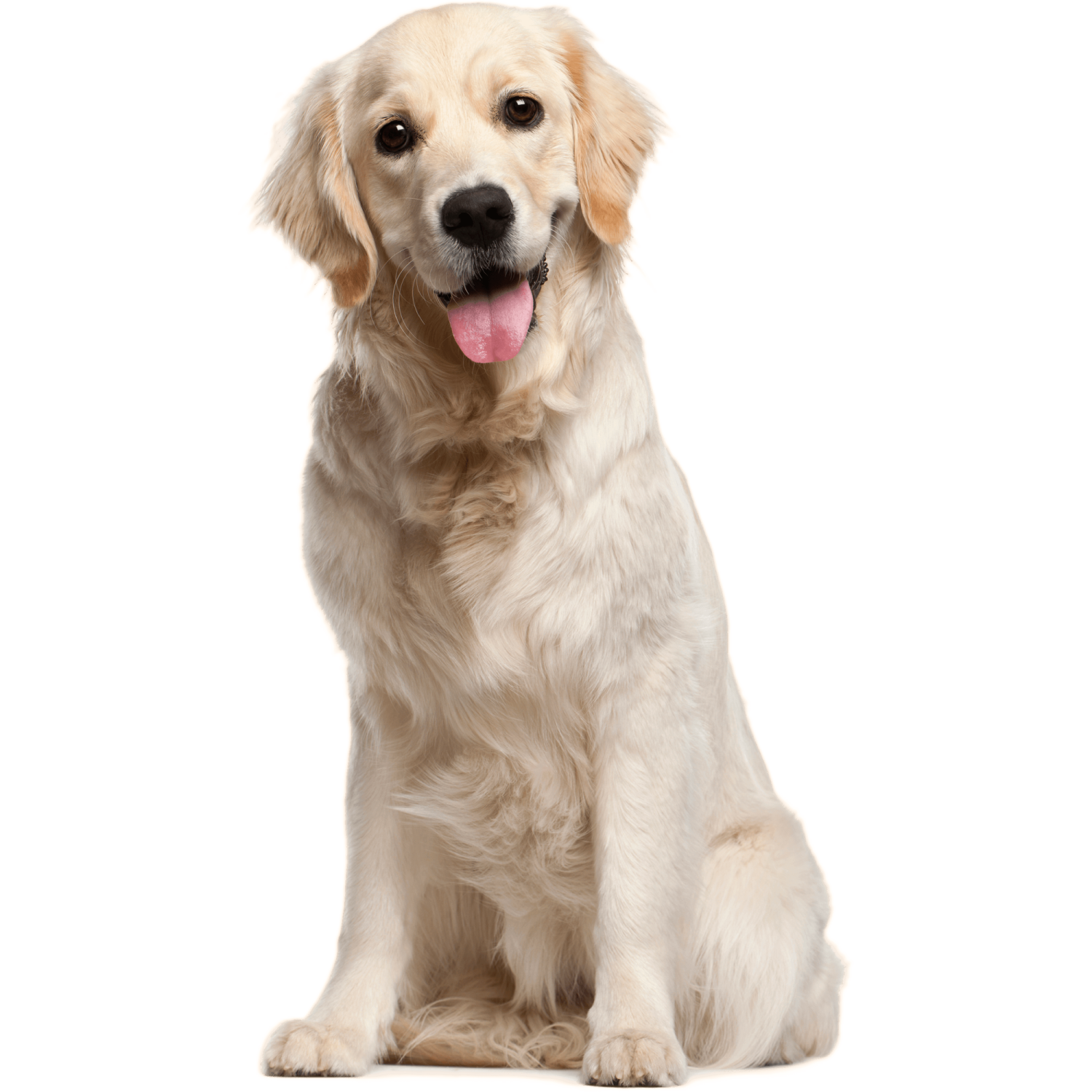 a dog with its tongue out sitting down