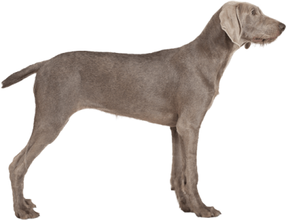 a gray dog standing up against a white background