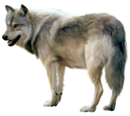 a wolf standing in front of a white background