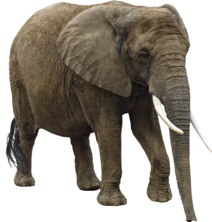 an elephant standing in front of a white background