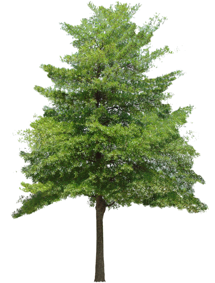 a tree on a white background