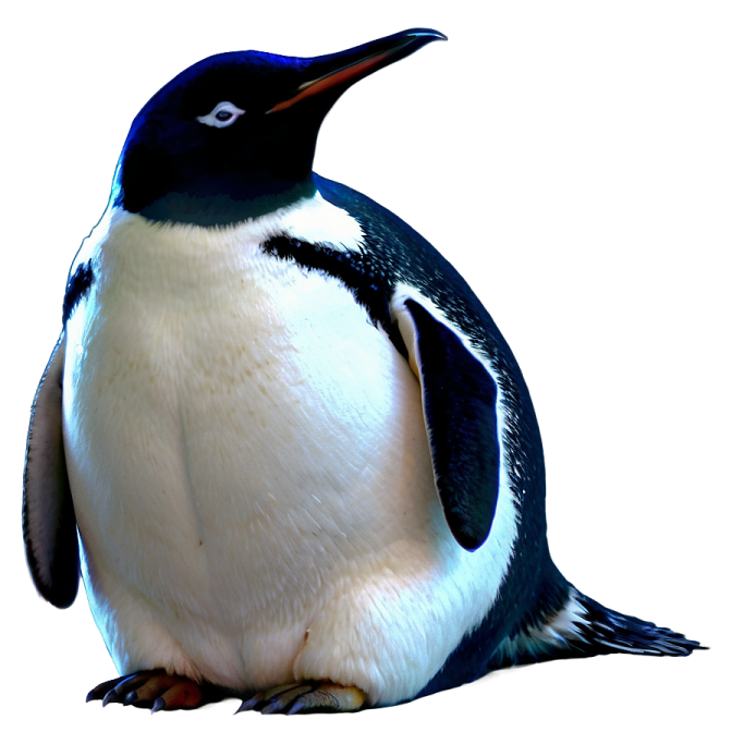 a black and white penguin sitting on the ground