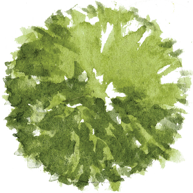 a circle of green leaves