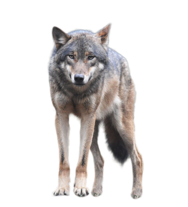 a wolf standing in front of a white background