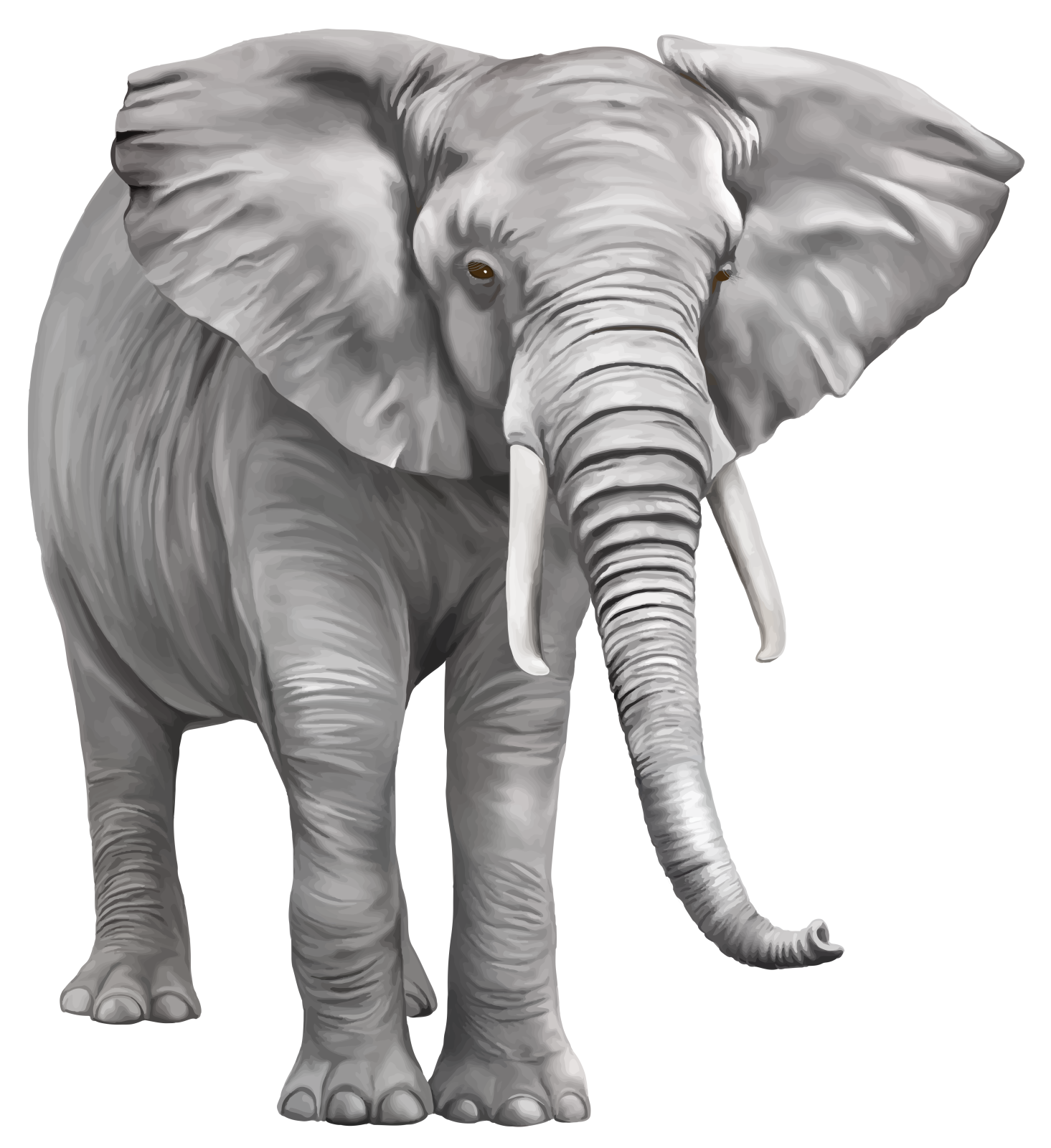 an elephant standing on a white background