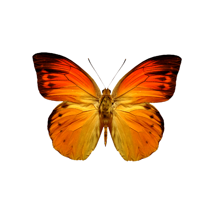 an orange butterfly on a white background