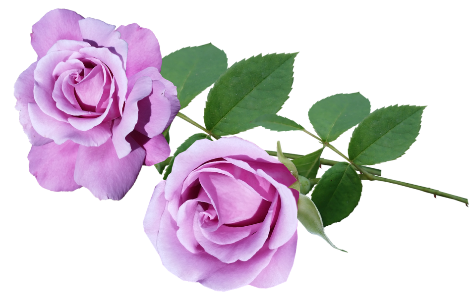two pink roses on a white background