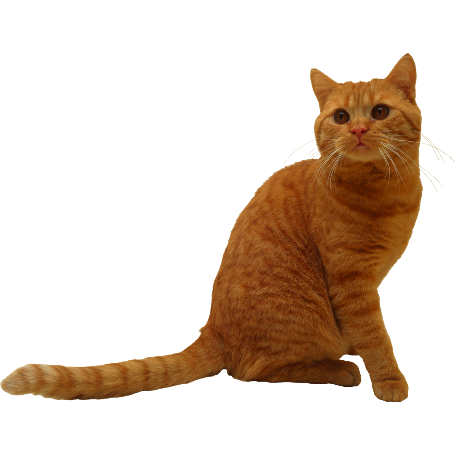 an orange cat sitting on the floor