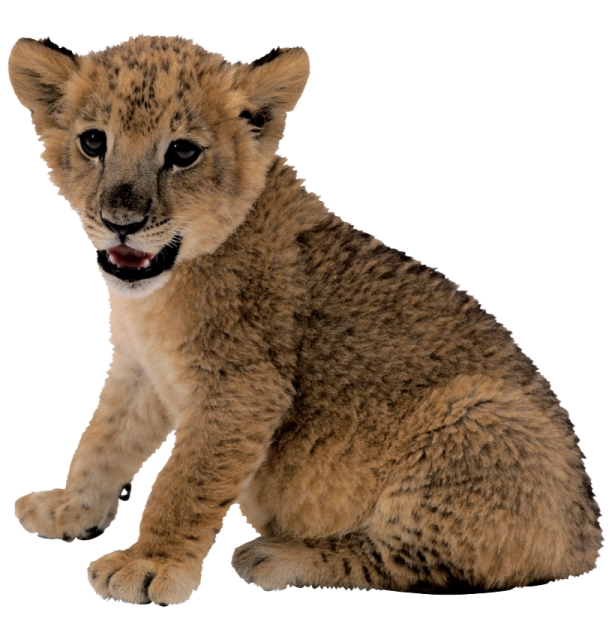 a baby lion cub sitting on the ground