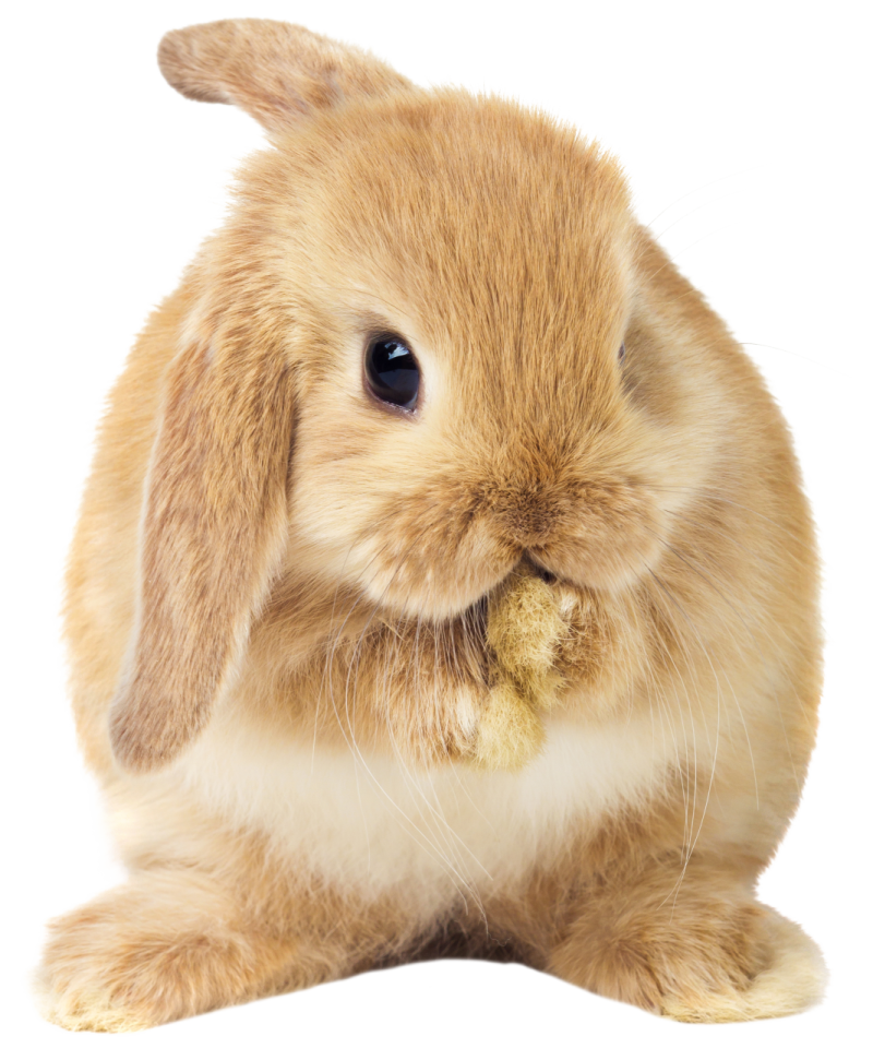 a small rabbit eating something off of its nose