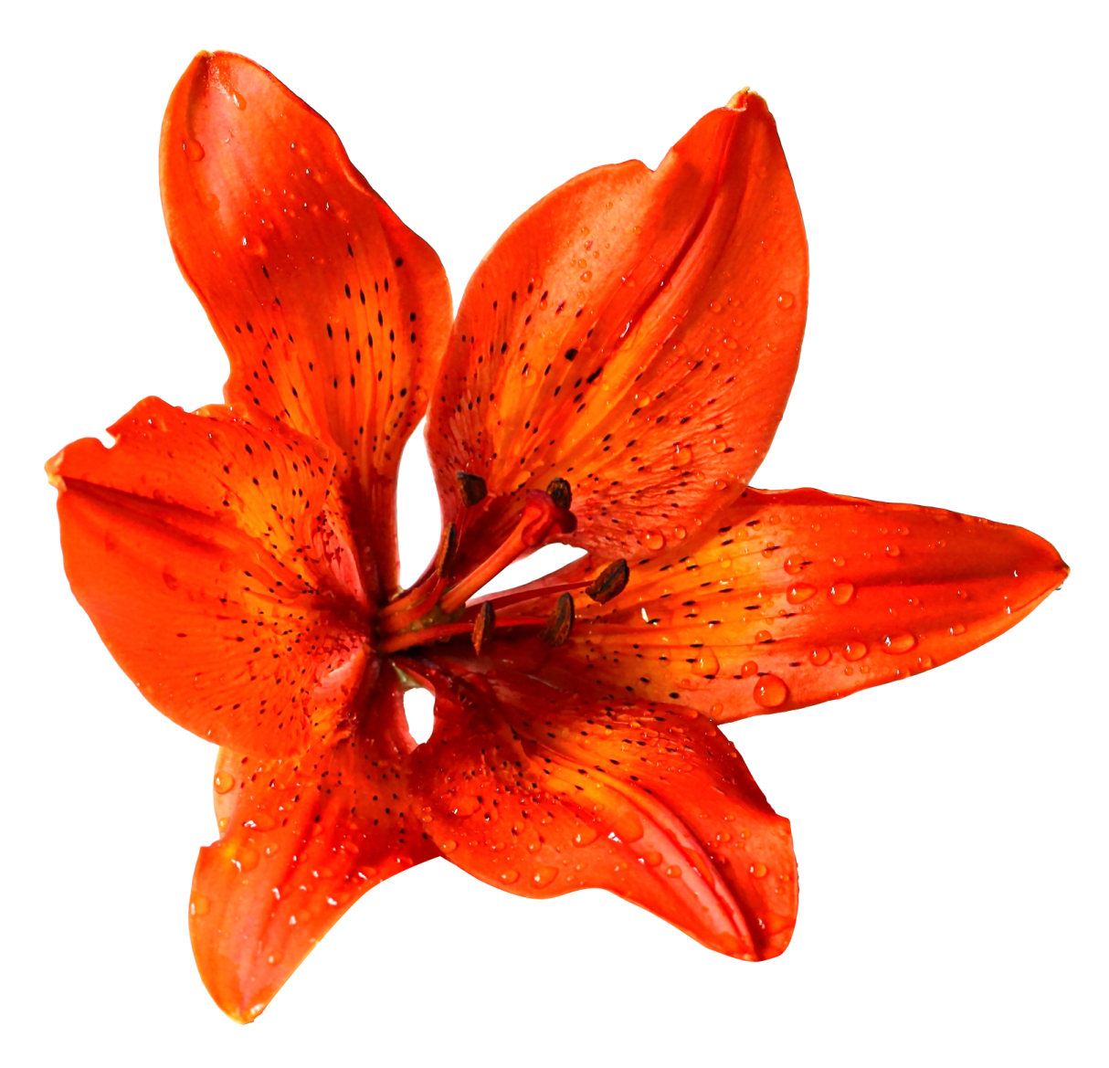 an orange flower with water droplets on it