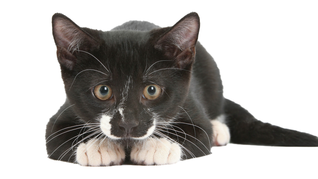 a black and white cat laying on the floor