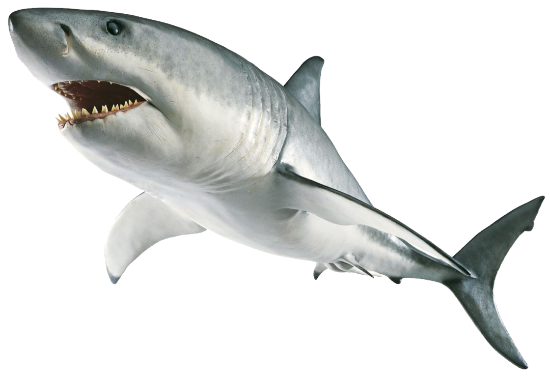 a great white shark with its mouth open