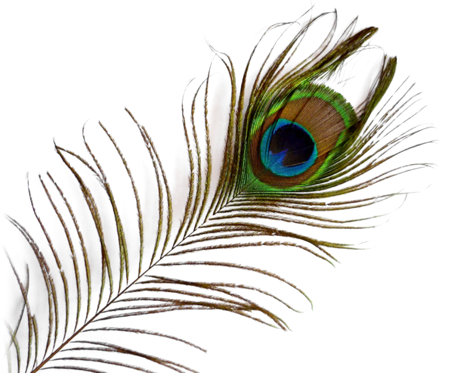 a peacock feather on a white background