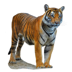 a tiger standing on top of a rock