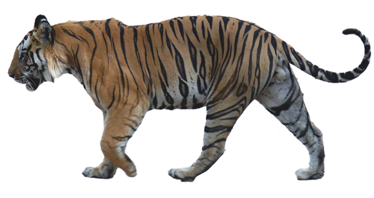 a tiger walking across a white background