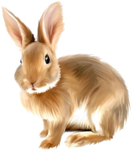 a brown rabbit sitting down on a white background
