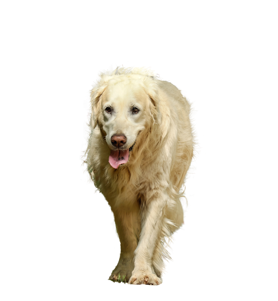 a dog is running on a white background