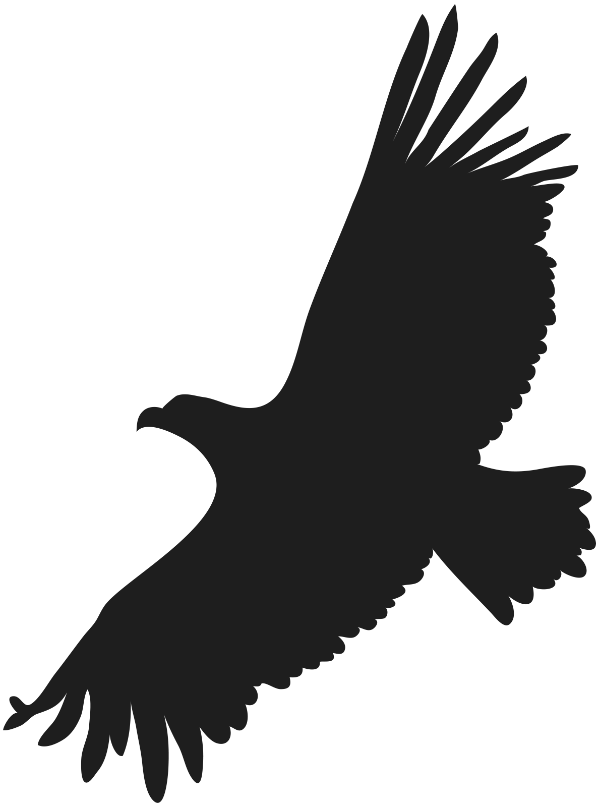 an eagle silhouetted on a white background