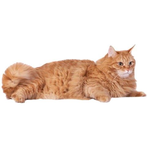 an orange cat laying down on the floor