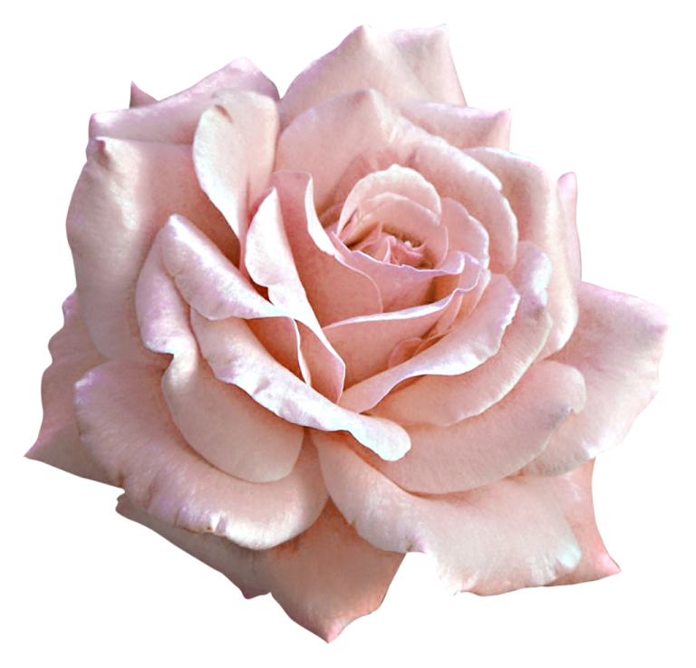 a pink rose on a white background